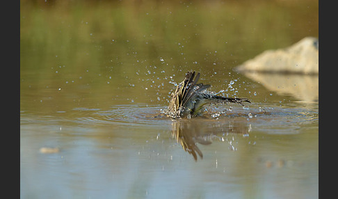 Wiesenschafstelze (Motacilla flava)