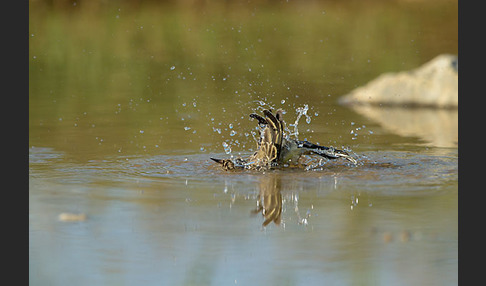 Wiesenschafstelze (Motacilla flava)