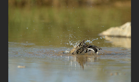 Wiesenschafstelze (Motacilla flava)