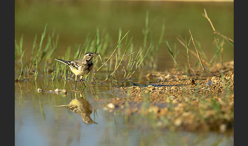 Wiesenschafstelze (Motacilla flava)