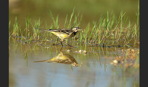 Wiesenschafstelze (Motacilla flava)