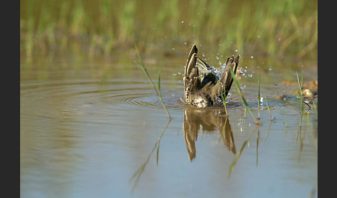 Wiesenschafstelze (Motacilla flava)