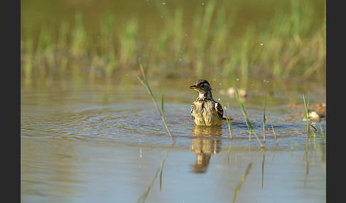 Wiesenschafstelze (Motacilla flava)