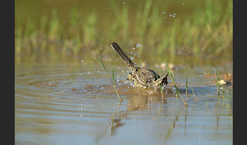 Wiesenschafstelze (Motacilla flava)