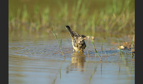 Wiesenschafstelze (Motacilla flava)