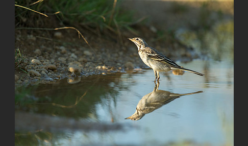 Wiesenschafstelze (Motacilla flava)