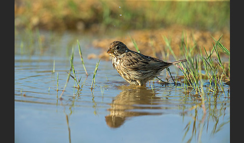 Grauammer (Miliaria calandra)