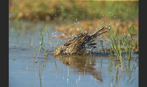 Grauammer (Miliaria calandra)