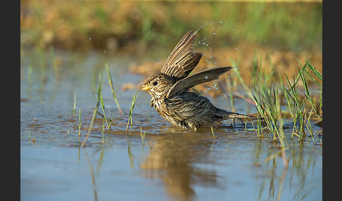 Grauammer (Miliaria calandra)