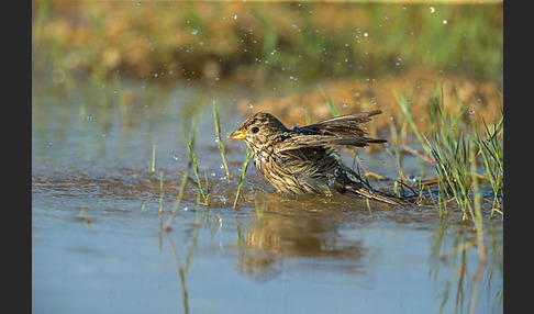 Grauammer (Miliaria calandra)