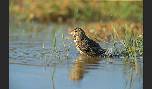 Grauammer (Miliaria calandra)