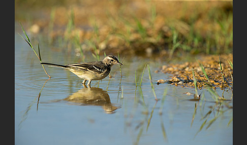 Wiesenschafstelze (Motacilla flava)