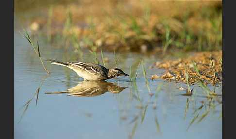 Wiesenschafstelze (Motacilla flava)