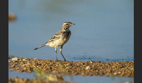 Wiesenschafstelze (Motacilla flava)