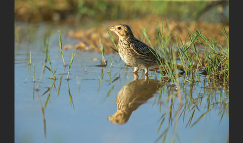 Grauammer (Miliaria calandra)