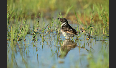 Schwarzkehlchen (Saxicola torquata)