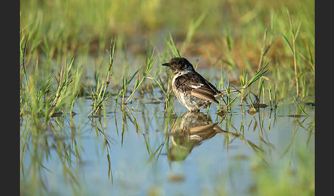 Schwarzkehlchen (Saxicola torquata)