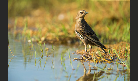 Star (Sturnus vulgaris)