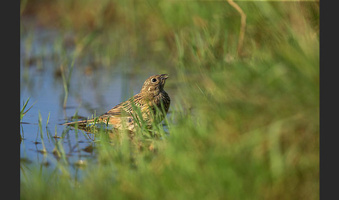 Grauammer (Miliaria calandra)