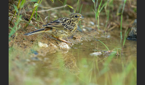 Goldammer (Emberiza citrinella)