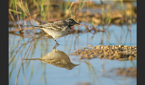 Wiesenschafstelze (Motacilla flava)