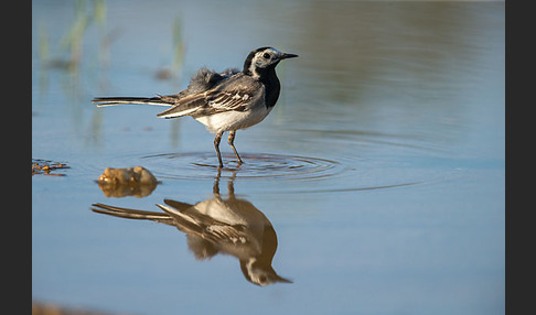 Bachstelze (Motacilla alba)