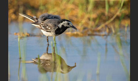 Bachstelze (Motacilla alba)