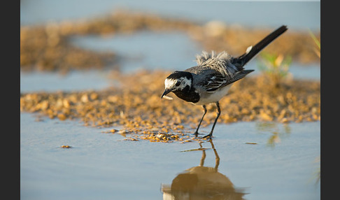 Bachstelze (Motacilla alba)