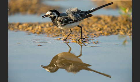 Bachstelze (Motacilla alba)