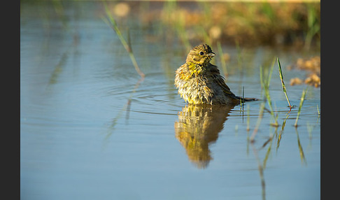 Goldammer (Emberiza citrinella)