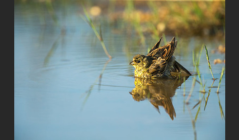 Goldammer (Emberiza citrinella)