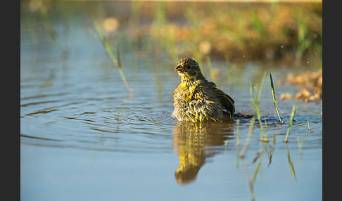 Goldammer (Emberiza citrinella)