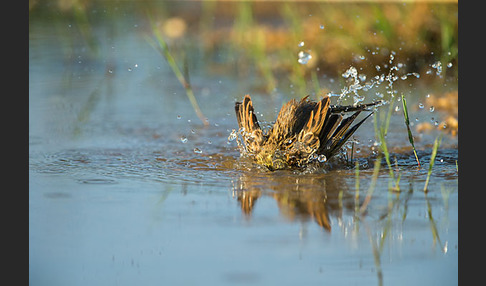 Goldammer (Emberiza citrinella)