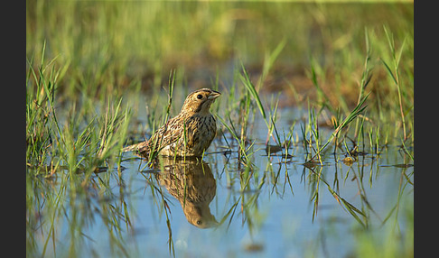 Grauammer (Miliaria calandra)