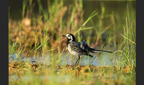 Bachstelze (Motacilla alba)