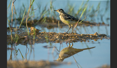 Wiesenschafstelze (Motacilla flava)