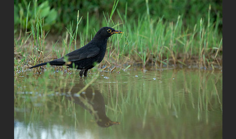 Amsel (Turdus merula)