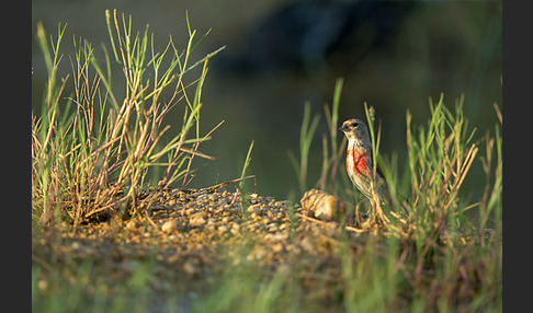 Bluthänfling (Acanthis cannabina)