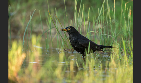 Amsel (Turdus merula)