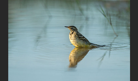 Wiesenschafstelze (Motacilla flava)