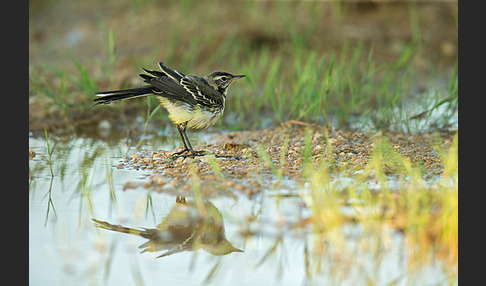 Wiesenschafstelze (Motacilla flava)