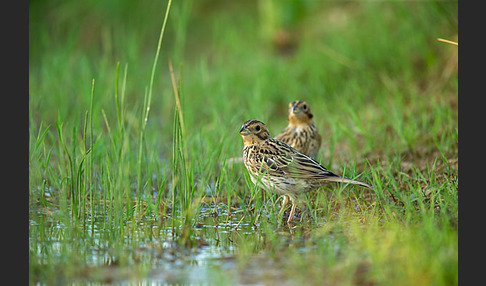 Grauammer (Miliaria calandra)