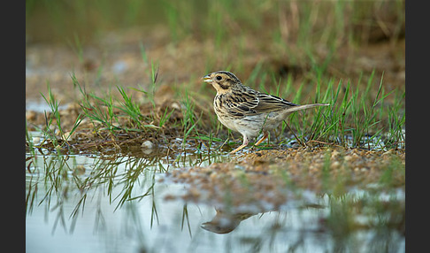 Grauammer (Miliaria calandra)