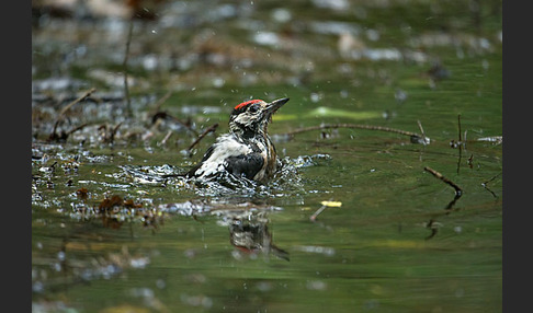 Buntspecht (Dendrocopos major)