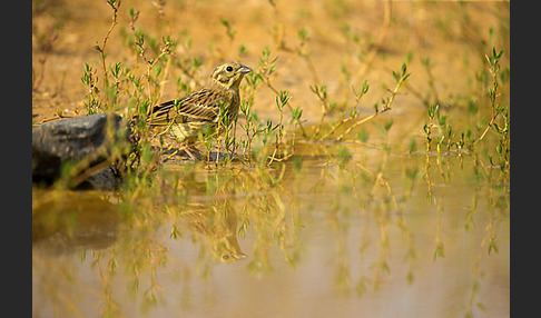 Goldammer (Emberiza citrinella)