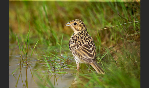 Grauammer (Miliaria calandra)