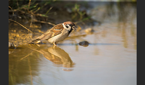 Feldsperling (Passer montanus)