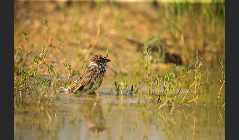 Feldsperling (Passer montanus)