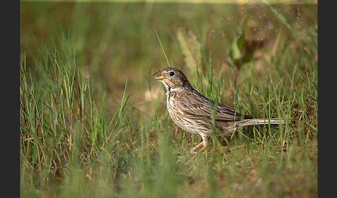 Grauammer (Miliaria calandra)