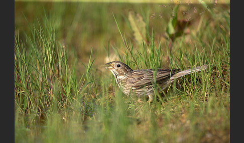 Grauammer (Miliaria calandra)